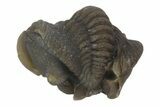 Enrolled Lemureops Kilbeyi Trilobite - Fillmore Formation, Utah #138580-1